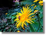 Flors_051.jpg