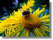 Flors_052.jpg