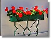 Flors_053.jpg