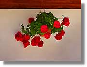 Flors_054.jpg