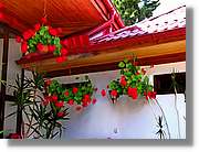 Flors_055.jpg