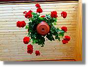 Flors_057.jpg
