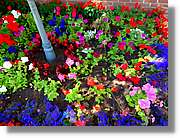 Flors_059.jpg