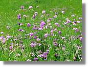 Flors_062.jpg