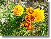 Flors_064.jpg