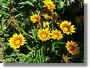 Flors_065.jpg