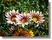 Flors_066.jpg