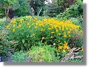 Flors_067.jpg