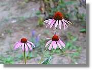 Flors_069.jpg