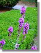 Flors_070.jpg