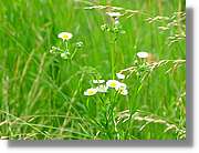 Flors