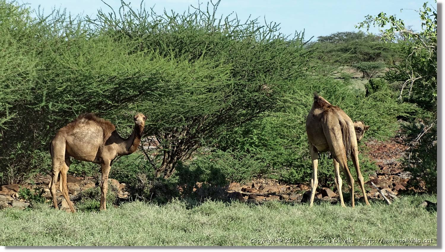 1-Turkana_113.jpg