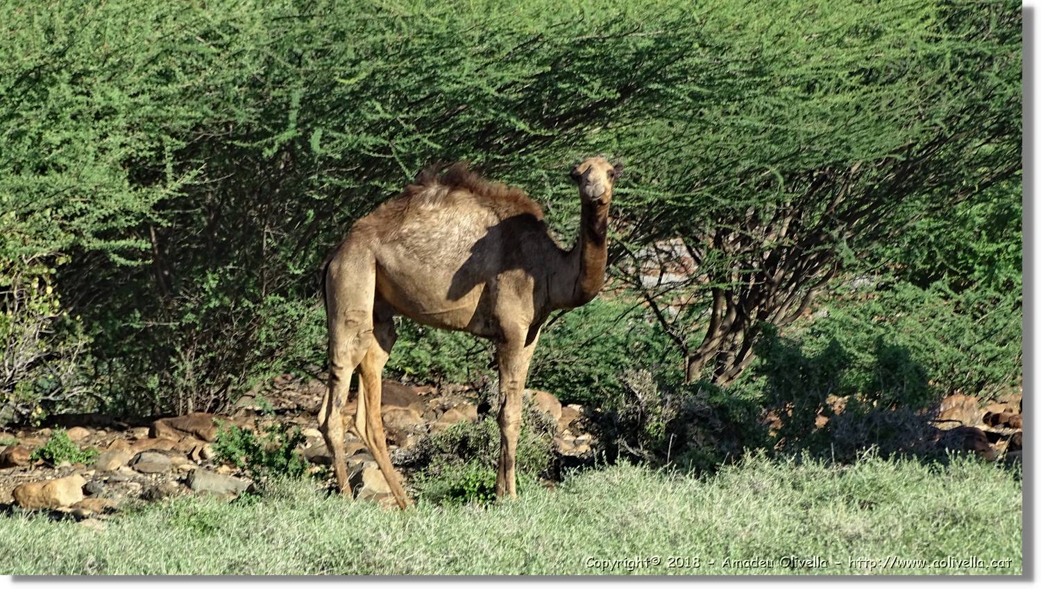1-Turkana_114.jpg