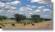 1-Turkana_082.jpg