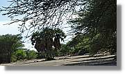 1-Turkana_103.jpg
