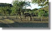 1-Turkana_137.jpg