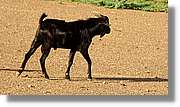 2-Turkana_207.jpg