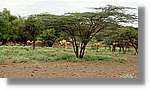 3-Turkana_013.jpg