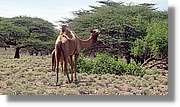 3-Turkana_090.jpg