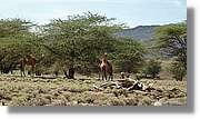 3-Turkana_094.jpg